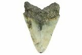 Fossil Megalodon Tooth - North Carolina #298852-1